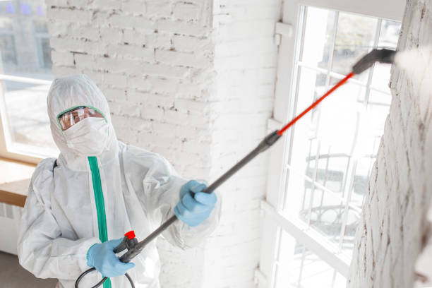 Best Mold Damage Restoration  in Union City, MI